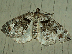 Formosa Carpet